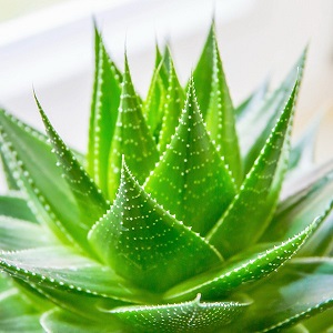 Aloe Vera Products Market 2025 Research Report In-Depth Analysis Revenue, Price and Gross Margin