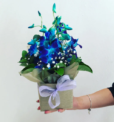 Are You Looking Blue Singapore Orchid?