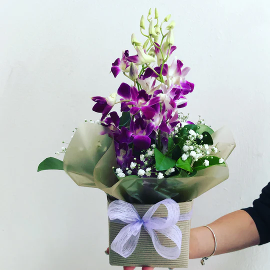 Pink Orchids - Symbolizing Innocence and Fertility