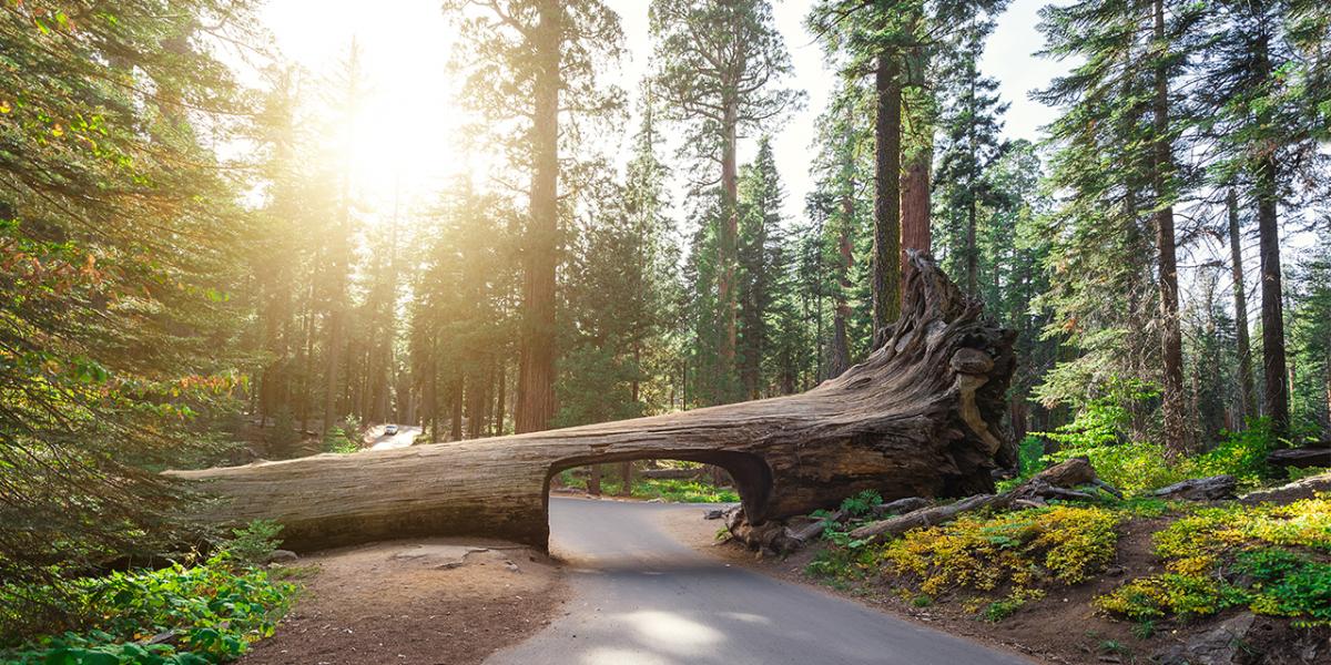 Explore Sequoia National Park in California
