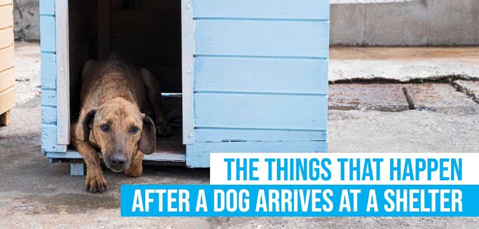 The Things That Happen After a Dog Arrives at a Shelter