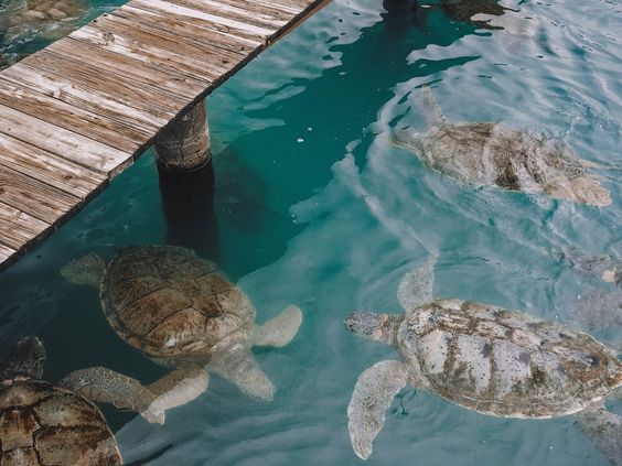 Need to Know About Cayman Islands Fact File 