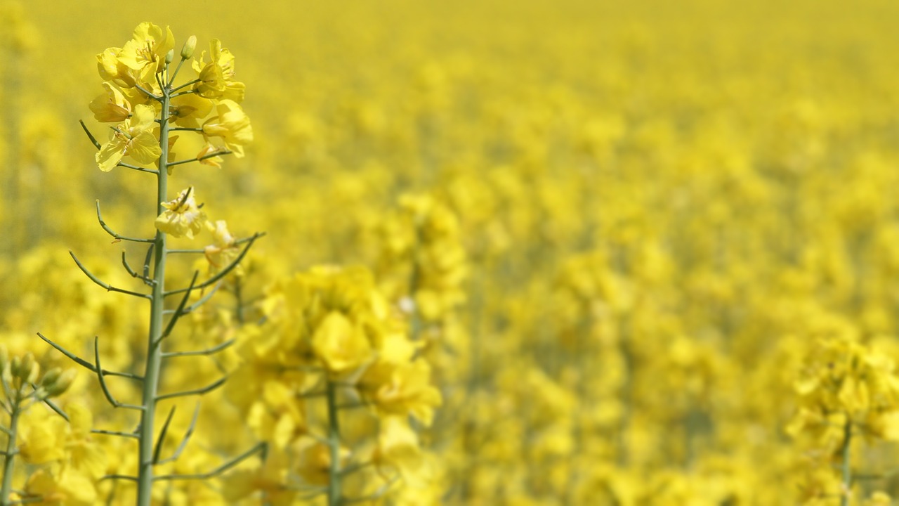 Global Genetically Modified Crops Market Share, Growth, Outlook And Forecast To 2032