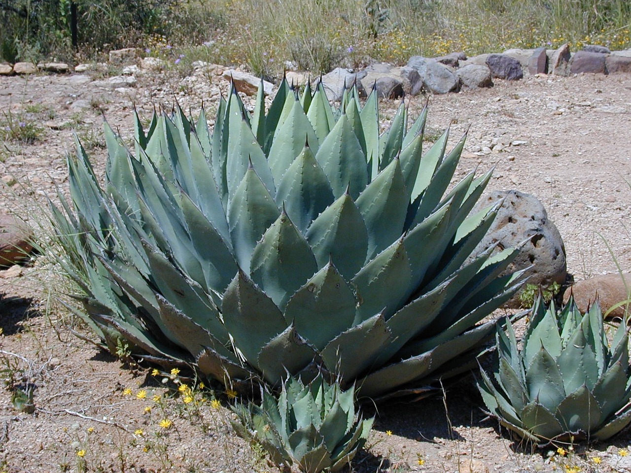 Agave Nectar Market Size, Scope Analysis, Key Insights, Leading Key Players, And Forecast To 2033