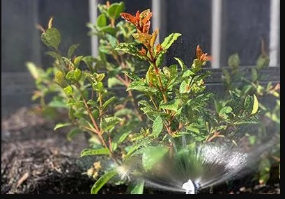 Hire A Reliable And Professional Garden Care Services In Perth!