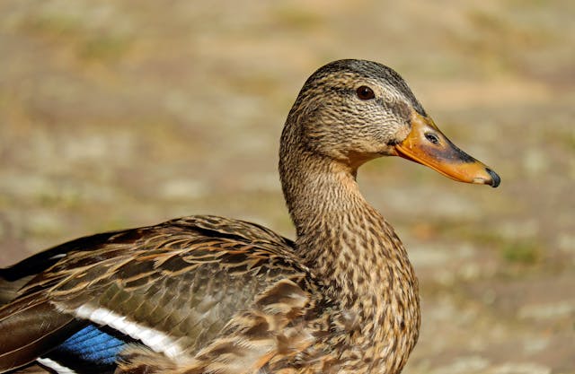 How Quality Gear is Transforming Duck Hunting for Modern Enthusiasts