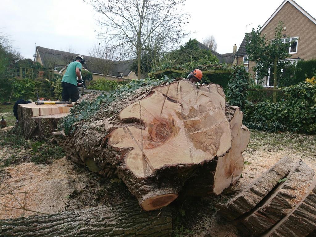 Why Should You Call a Tree Surgeon in Bedford?