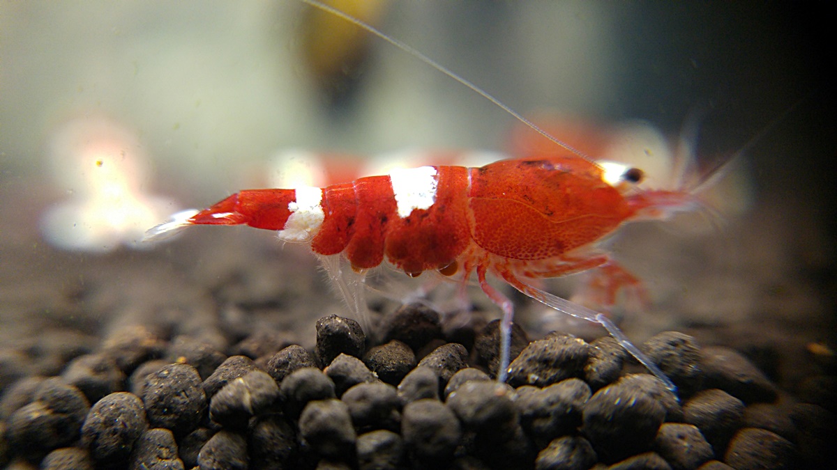 What Do Opae Ula Shrimp Species Eat?