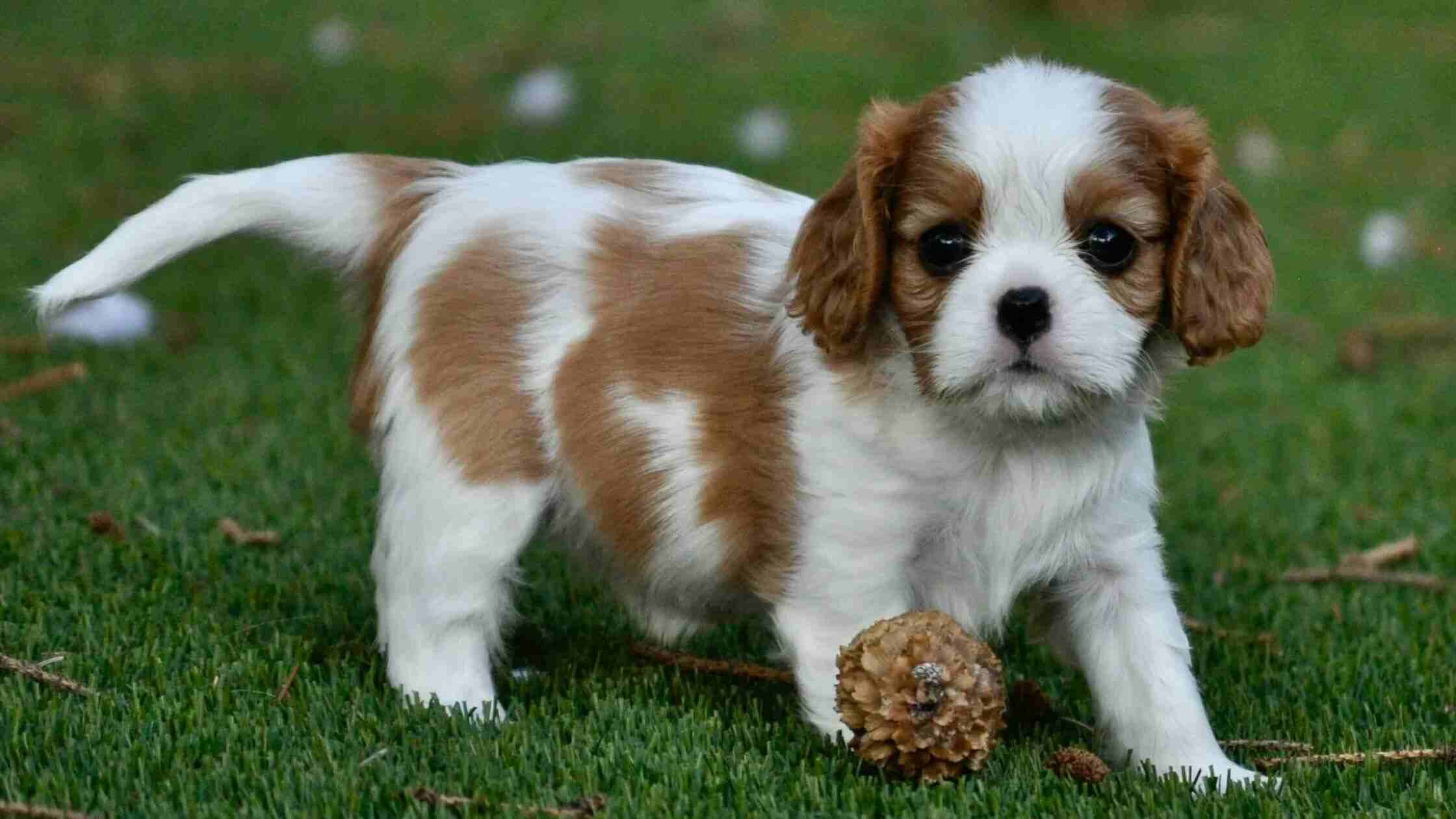Everything You Need To Know About Cavalier Puppies