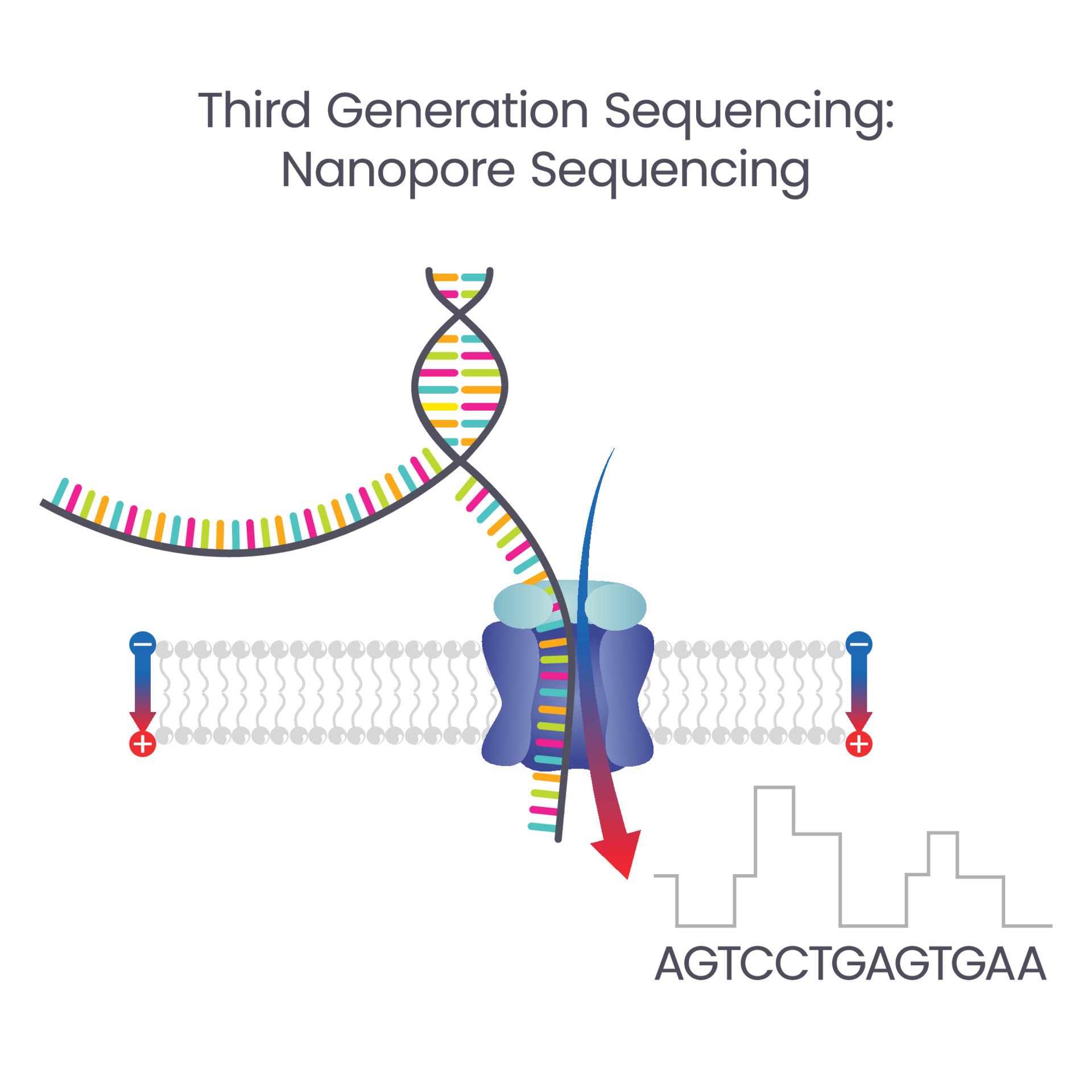 The Global Third Generation Sequencing Market Growth Accelerated By Adoption Of Artificial Intelligence 