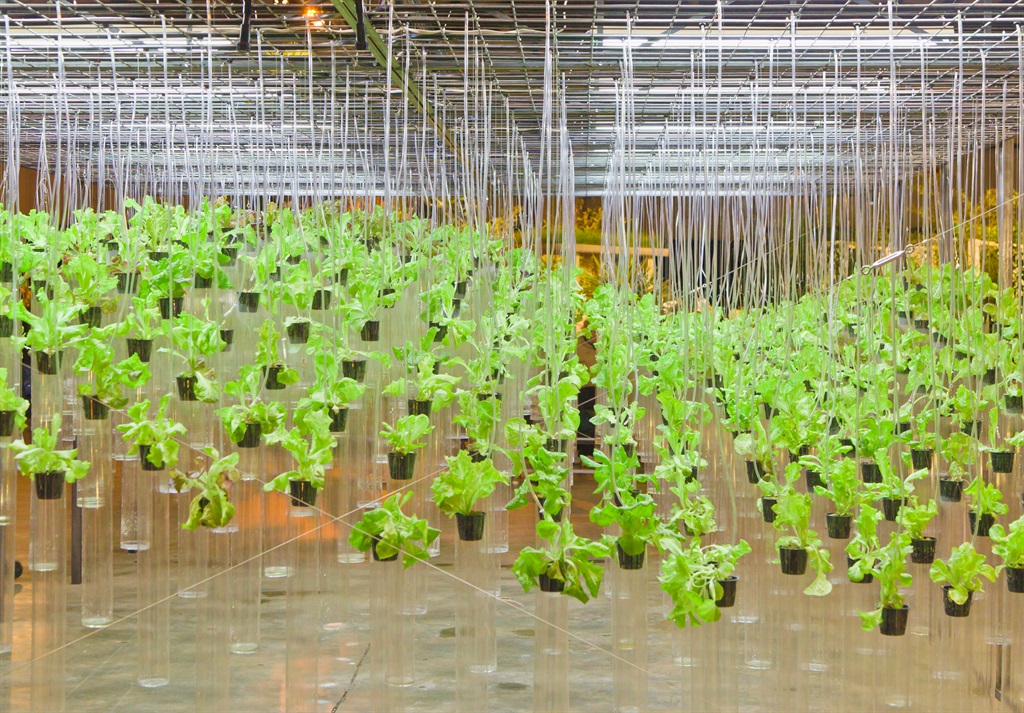Hydroponic Vegetables Market Is Estimated To Witness High Growth Owing To Increasing Adoption Of Indoor Farming Technologies
