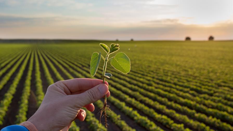 Revolutionizing Fields: The Emergence of Agricultural Biological Solutions in Shaping Sustainable Agriculture