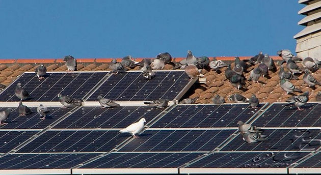 How To Protect Solar Panels From Birds?