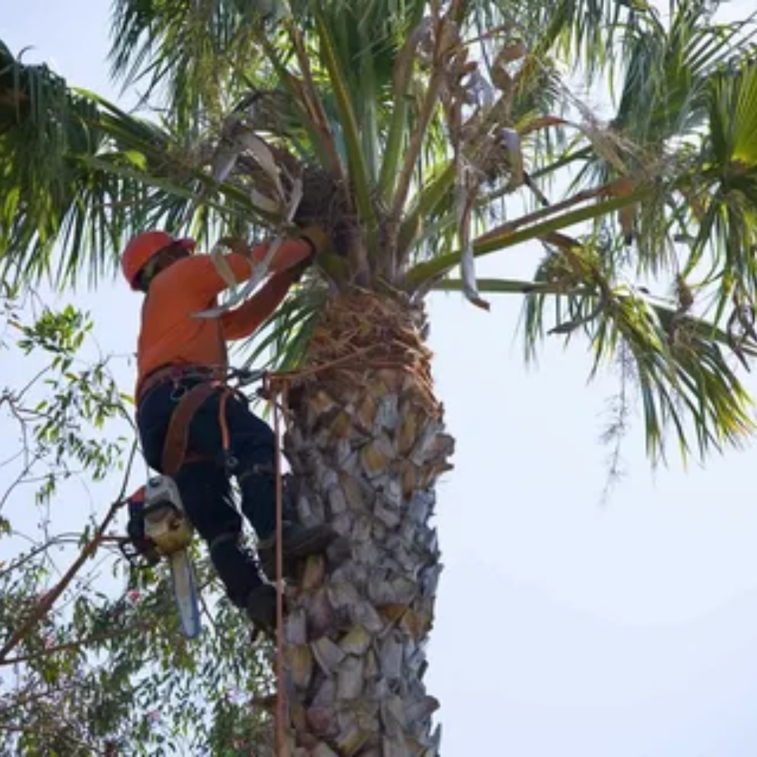 Palm Tree Maintenance Tips – Trimming and Other Guide for Homeowners