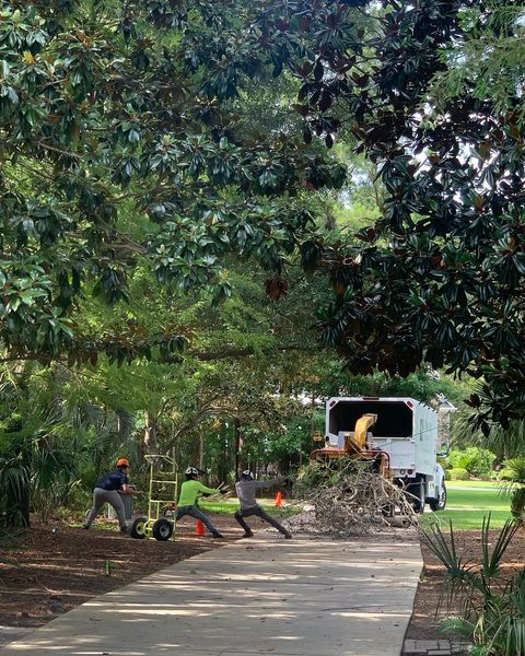 Remove Old Trees With Proper Security By A Professional Expert!