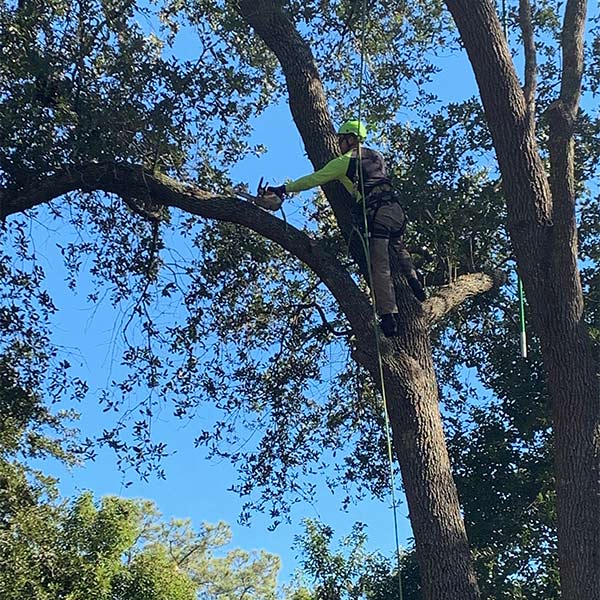 The Importance of Removing Dead or Diseased Branches