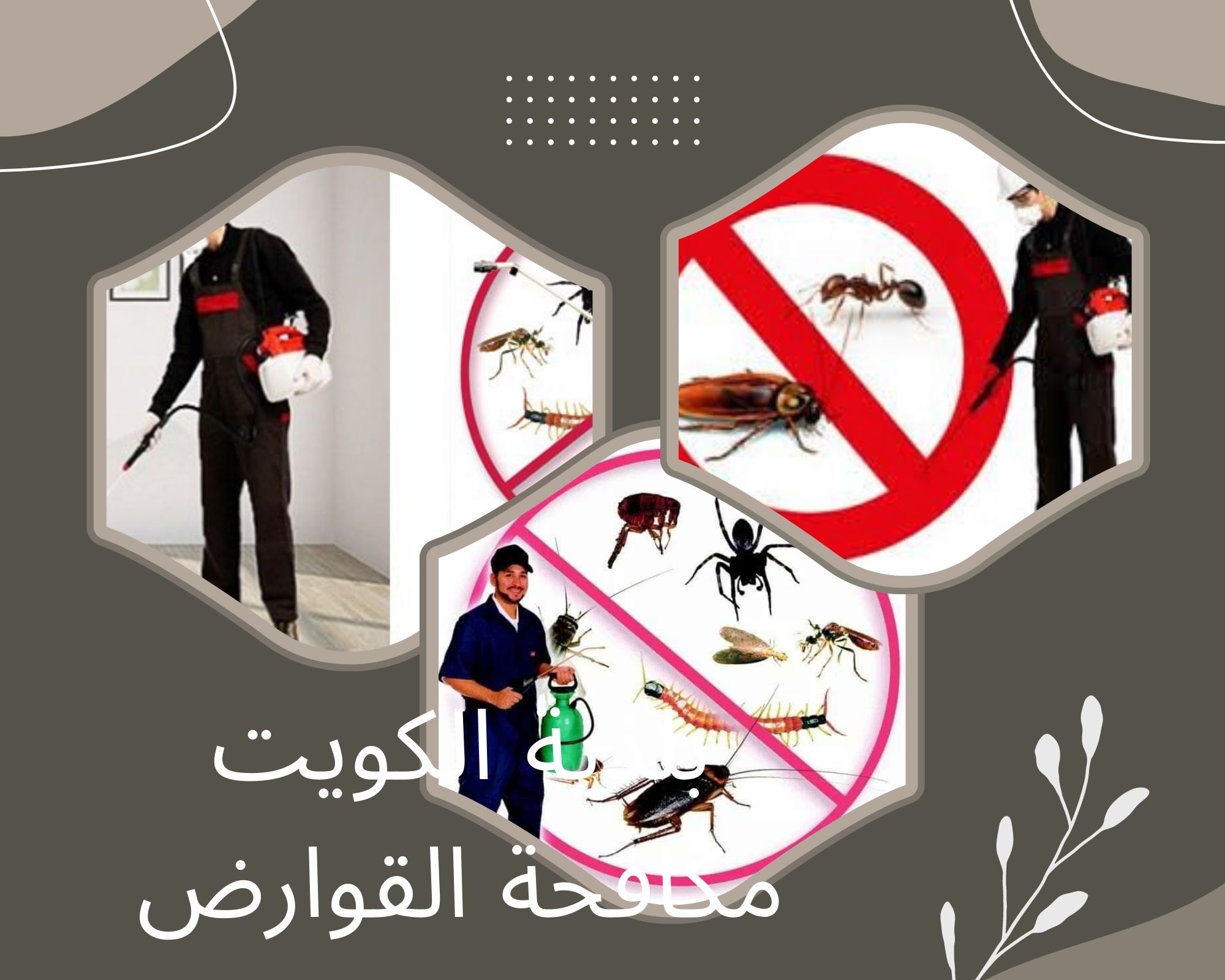 بلدية الكويت مكافحة القوارض