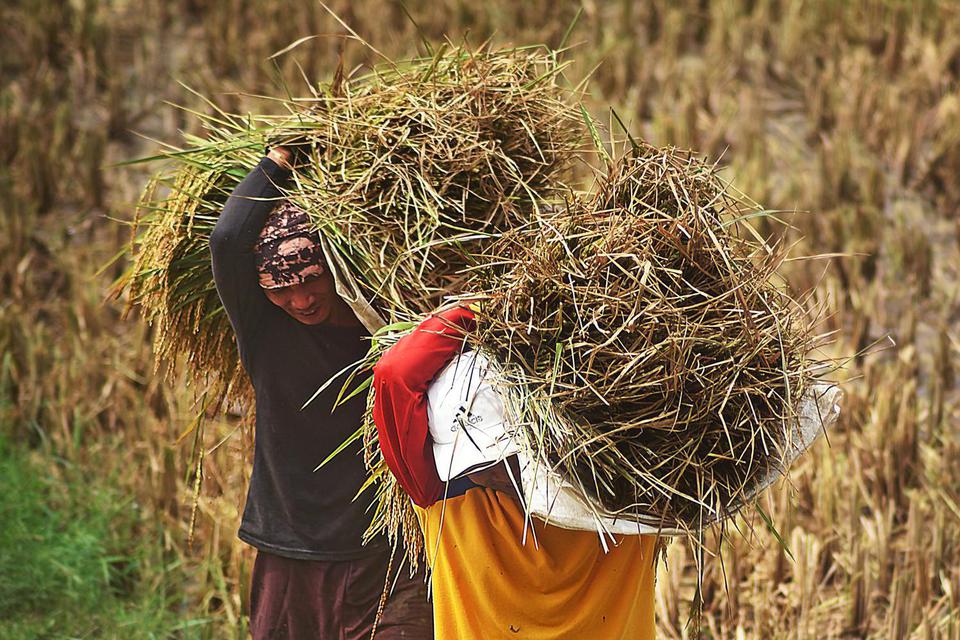 The threat of Food Crisis, the ASSEMBLY: cut the Budget of the Ministry of agriculture be Re-Examined