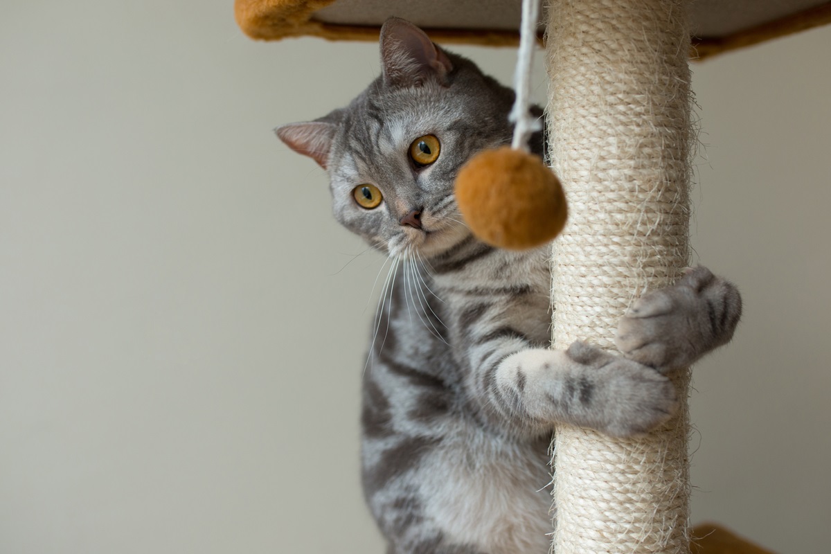 Playful Paws: Top Picks for the Best cat toys to Keep Your Kitty Engaged