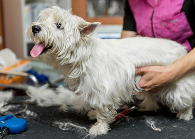 Top 4 Dog Grooming Apps for on demand Pet Grooming Appointment