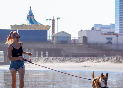 Supplies & Equipments Required Before Starting a Dog Walking Business