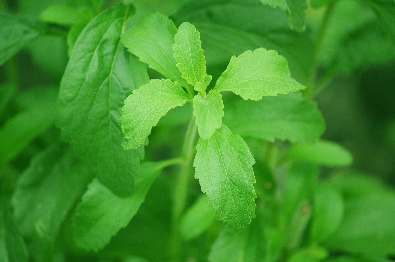 Stevia Global Market 2023 - Top Regions, Latest Technology, Investment Opportunities, Future Trends And Outlook 2032