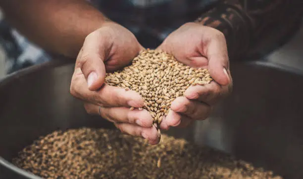 Global Malted Barley Market - By Size, Share Analysis, Growth Trends And Forecasts 2024-2033