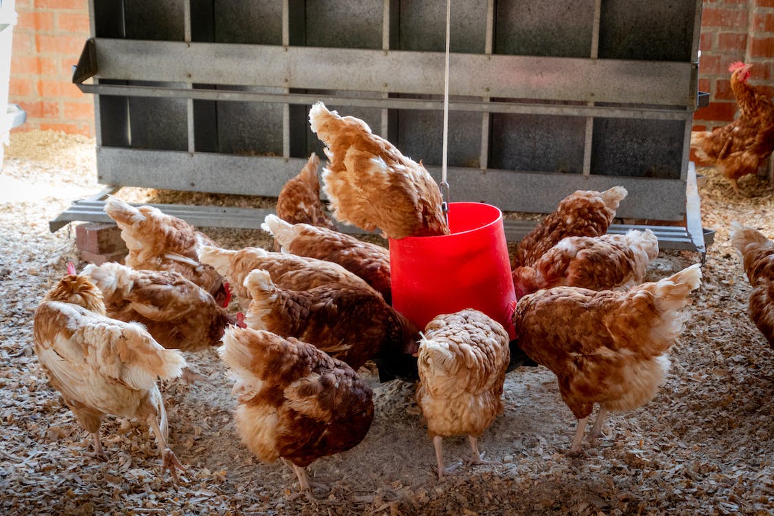 Poultry Feed Amino Acids Market 2023 - Global Driving Factors, Top Manufacturers, Growth Opportunities And Forecast To 2032