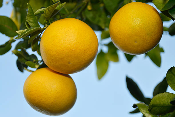 Pectin Market 2024 - By Size, Share, Growth Rate, Emerging Trends, Development Status, Revenue Outlook And Forecast 2033