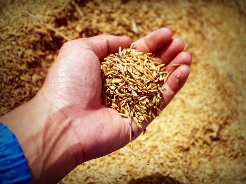 Malted Barley Market 2023 - Competitive Landscape, Growth Factors, Top Venders And Outlook By 2032