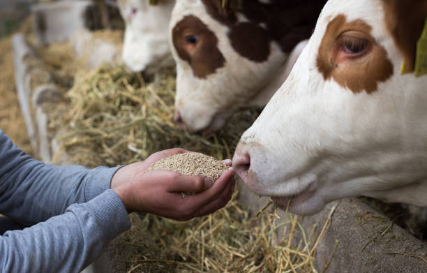 Cattle Feeds Market 2024 - By Size, Competitive Landscape, Upcoming Trends And Outlook By 2033