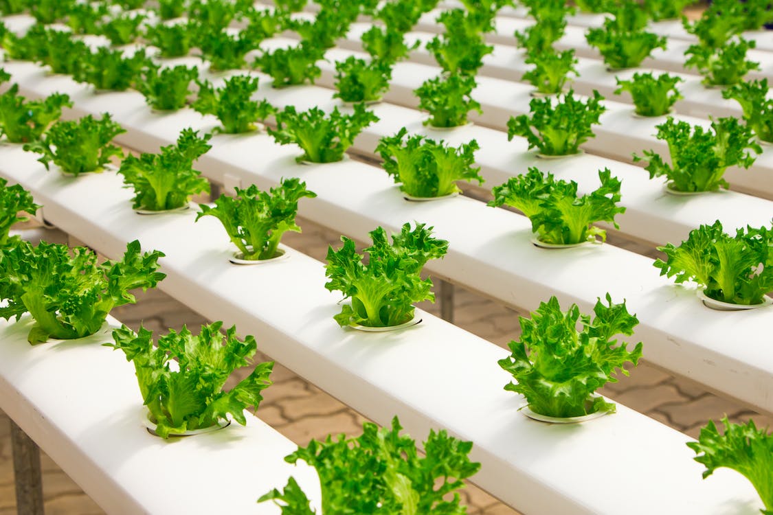 Plant Factory Market 2023 - Global Driving Factors, Top Manufacturers, Growth Opportunities And Forecast To 2032