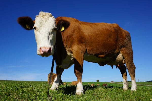 Animal Identification Systems Market 2024 - By Size, Share Analysis, Trends And Growth Forecast By 2033