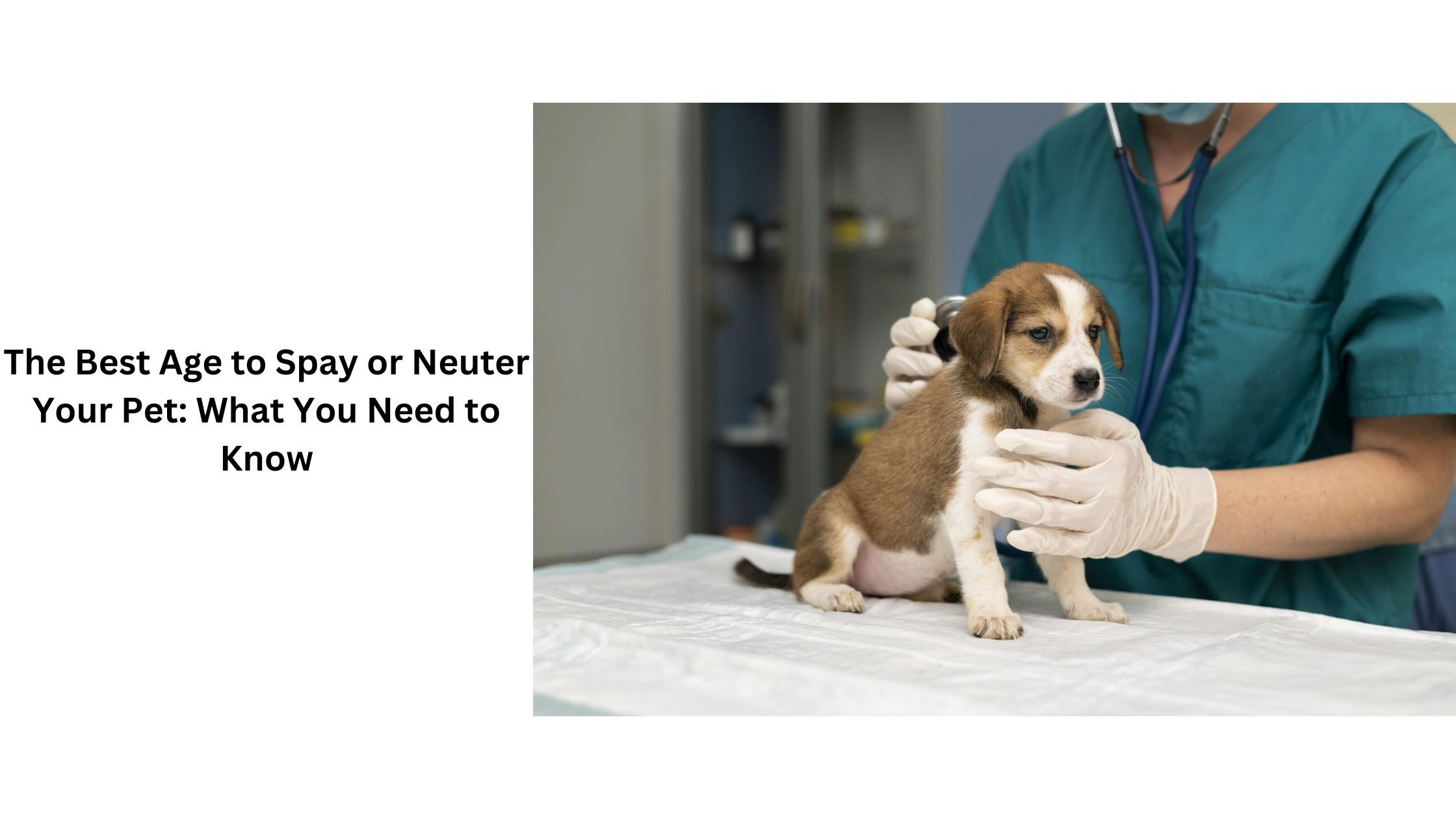 The Best Age to Spay or Neuter Your Pet: What You Need to Know