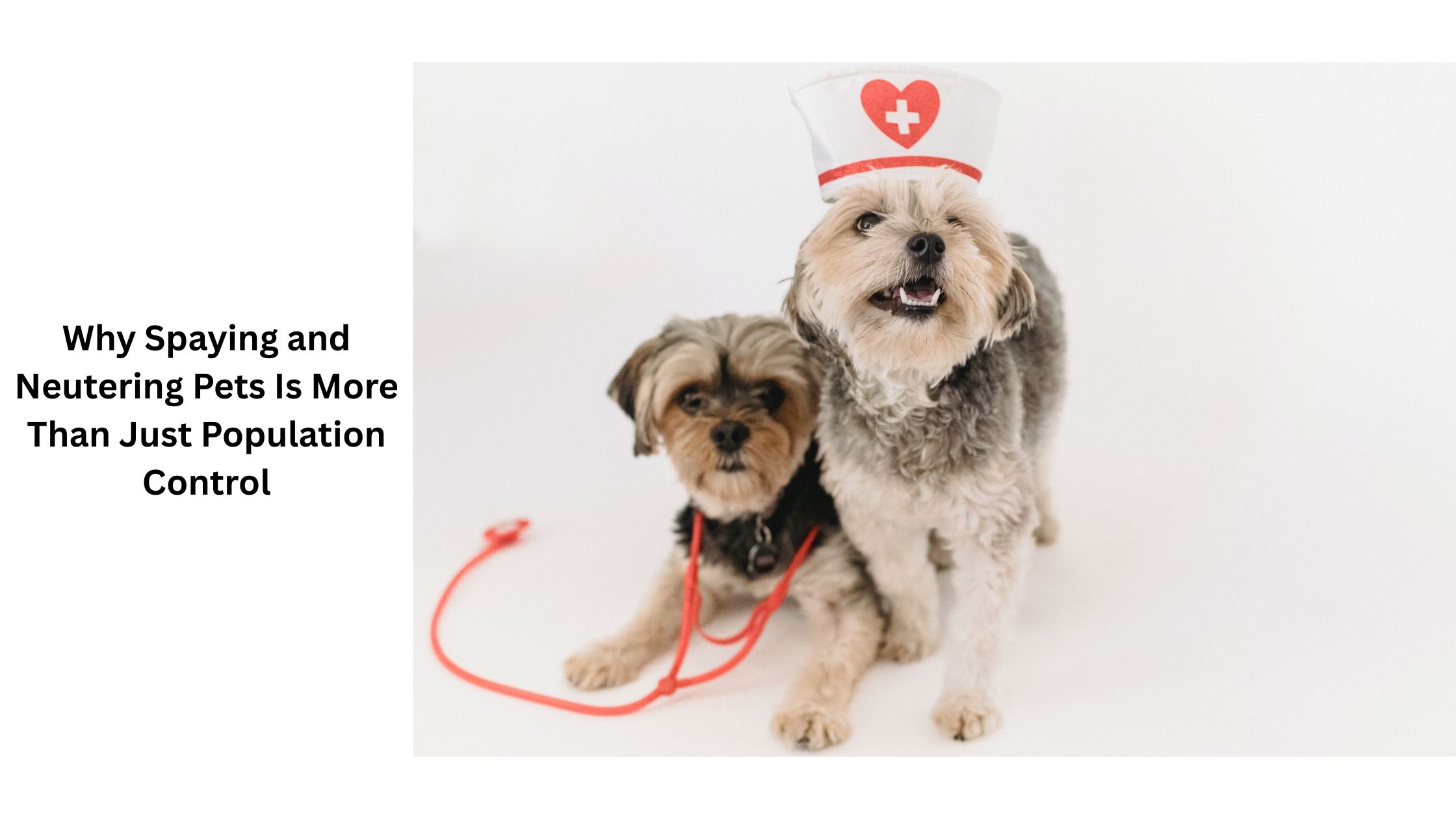 Why Spaying and Neutering Pets Is More Than Just Population Control