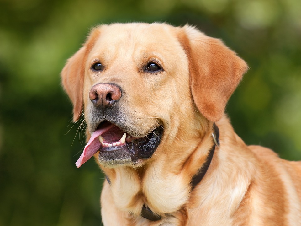 Ways of your ESA canine can rapidly support your life quality and wellbeing