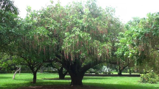 The Power of Tree Seeds: A Key Component of Our Natural World