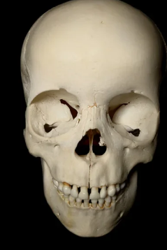 5-7 Year Old Uncut Pediatric Human Child Skull