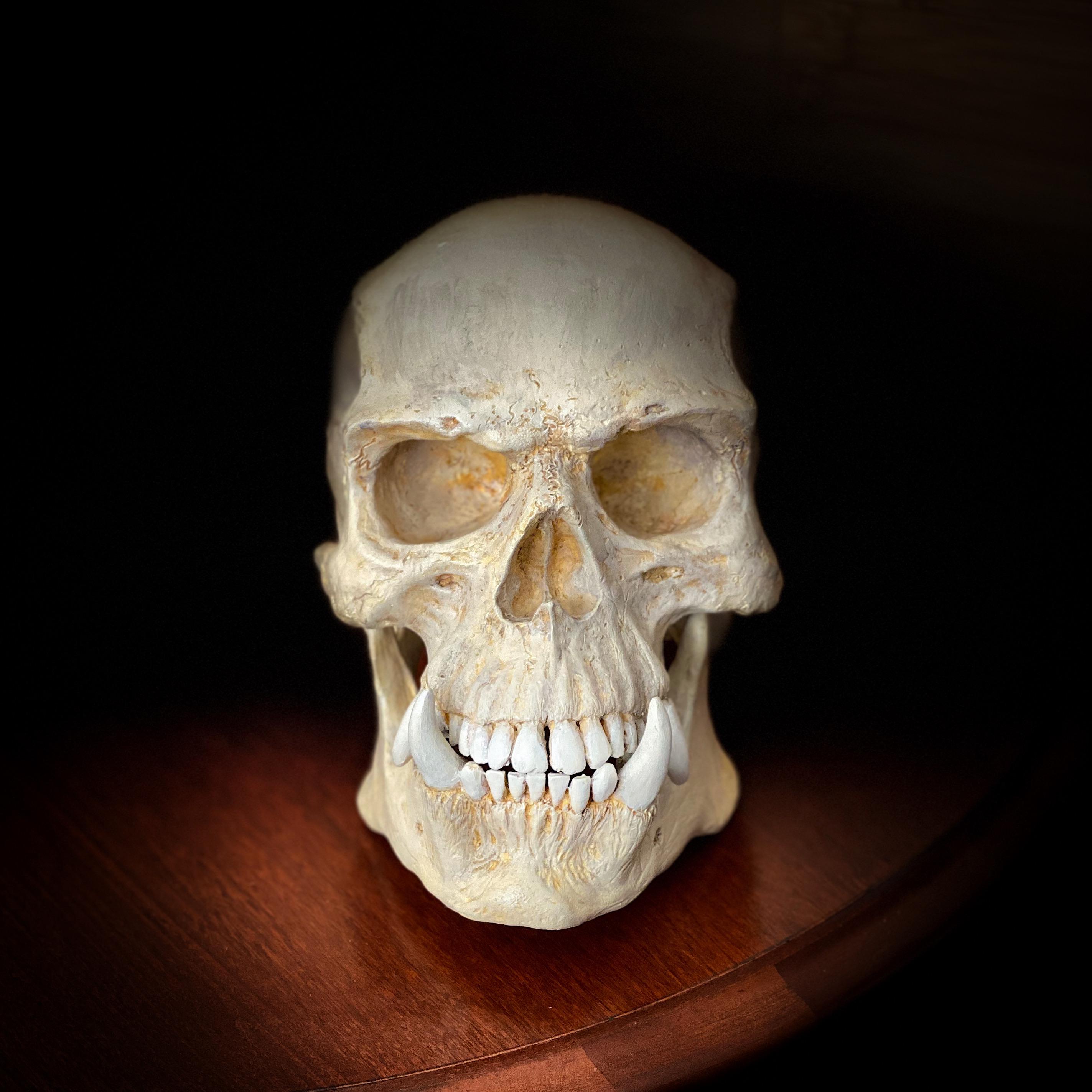 Human skull replica for sale