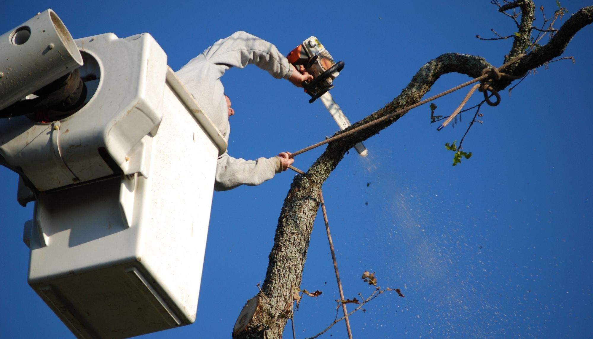 Lancaster Tree Service