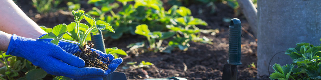 What are the best plants for low-maintenance gardens? And best tips for Gardening?