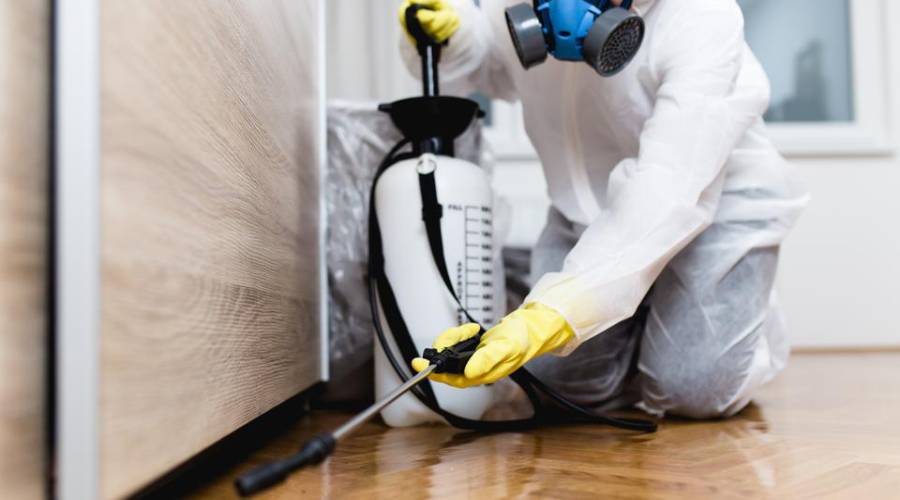 Pest Control Services in Miami