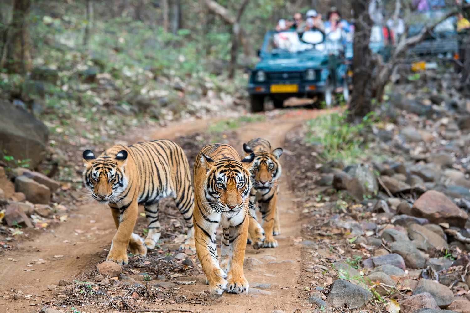 Tiger Safari India: Exploring the Majesty of the Royal Bengal Tiger