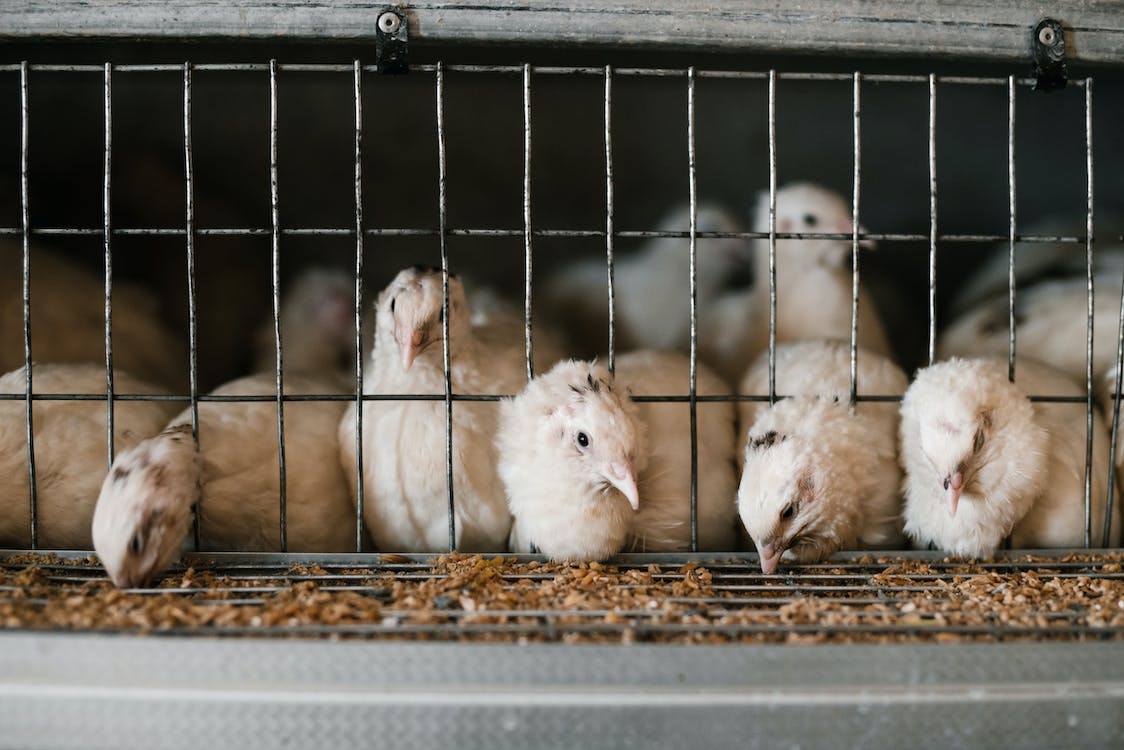 Poultry Feed Mycotoxin Binders And Modifiers Market Overview, Business Opportunities, Industry Share And Forecast To 2032