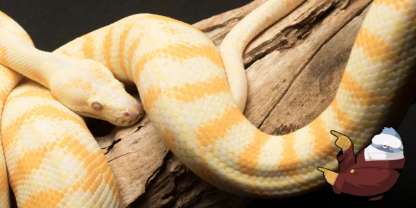  Mastering Python Automation in 2024: A Developer's Definitive Guide