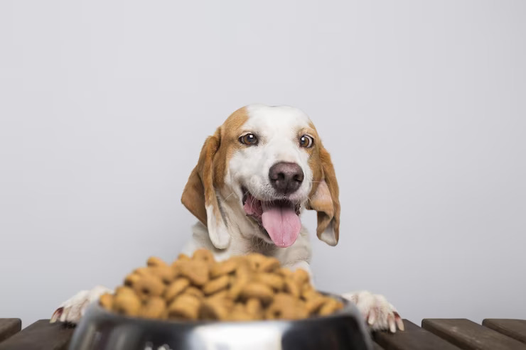 Find The Best Quality Dog Food in Singapore