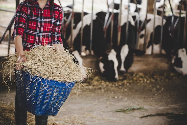 Cattle Feed & Feed Additives Market Is Predicted To Witness A Substantial Rise In Growth And Demand In The Forecast Period 2023-2032