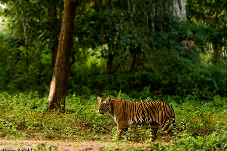 The Best Places for Tiger Safari in Karnataka