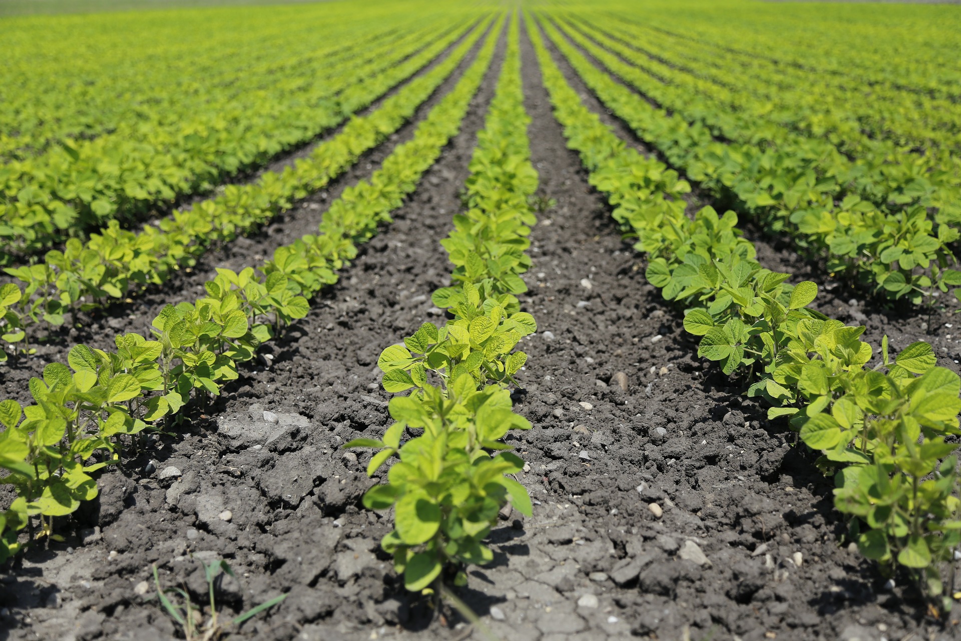 Crop Production Market Qualitative Industry Analysis of the Leading Players and Competitive 2025