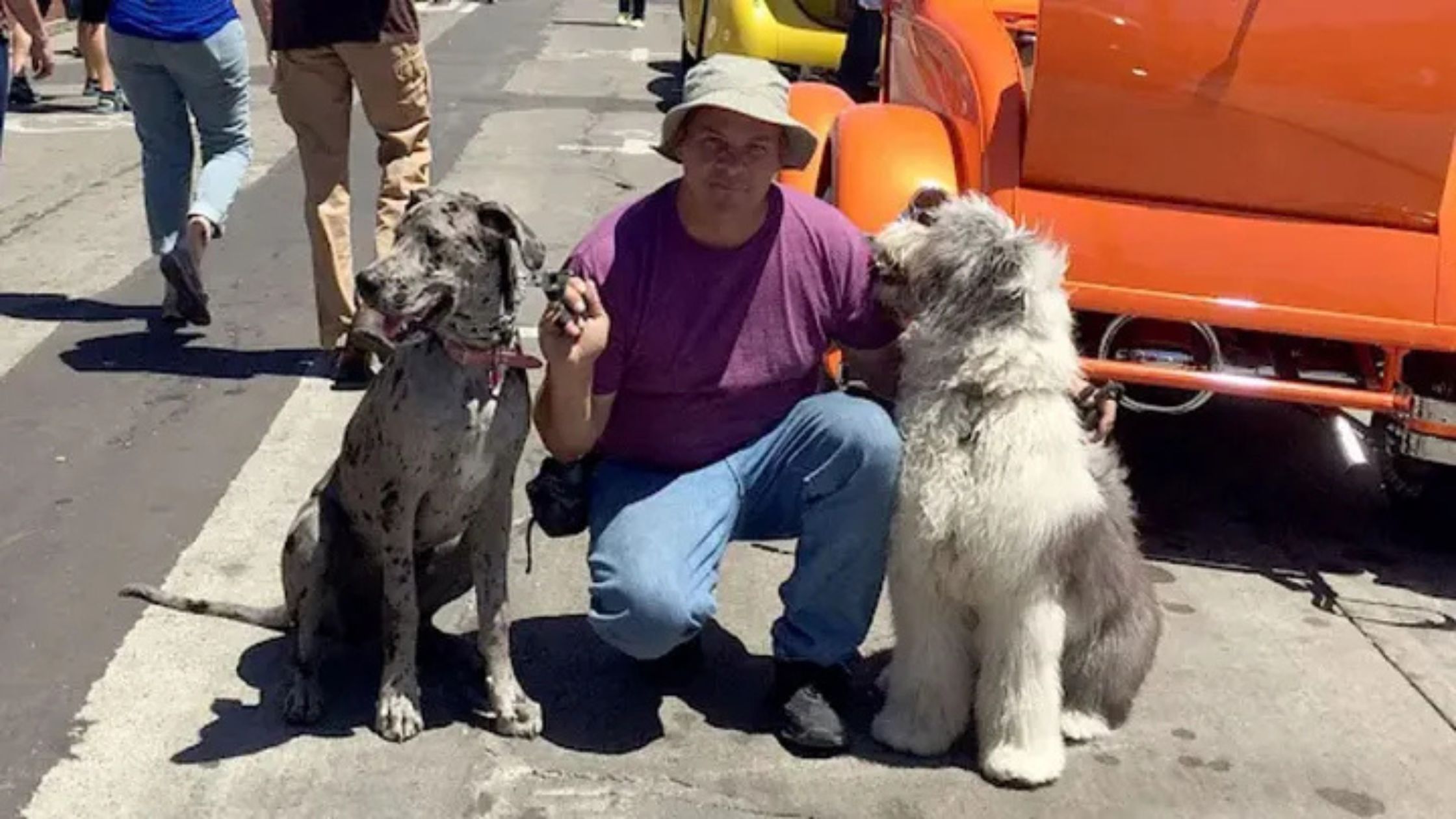 Why Board and Train Programs Work Wonders for Dogs?